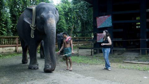 Kodanad Elephant camp - 1