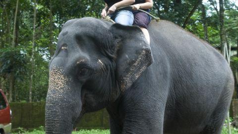 Kodanad Elephant Camp