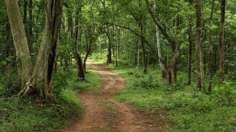 Konni Forest