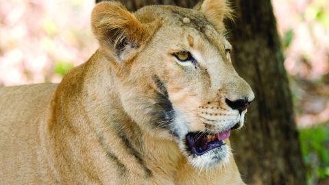 Lioness at Neyyar