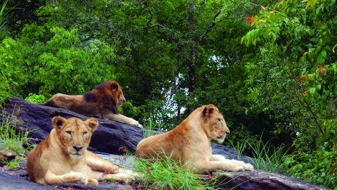 Lions at Neyyar Safari Park