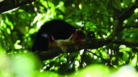 Malabar Flying Squirrel at Gavi