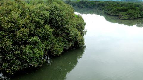 Mangrove forest, Kannur