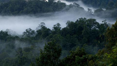 Mist covered Nelliyampathy