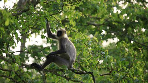 Monkey, Periyar Wildlife Sanctuary