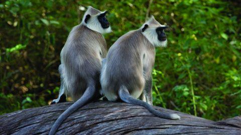 Monkeys at Chinnar