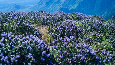 Neelakurinji blossoms in Idukki