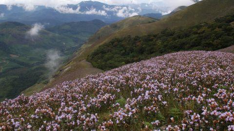 Neelakurinji flowers, Munnar