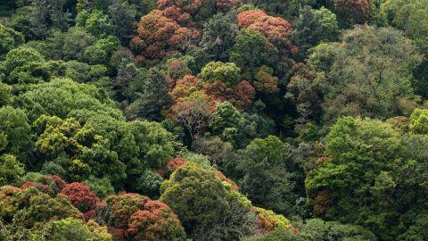 Nelliyampathy hills