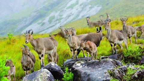 Nilgiri Tahr at Munnar