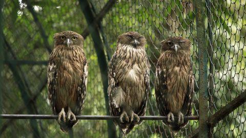 Owls, Thrissur Zoo