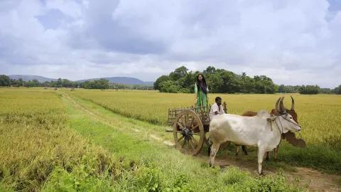 Palakkad Paddy Fields