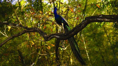 Peacock Perched on a Branch