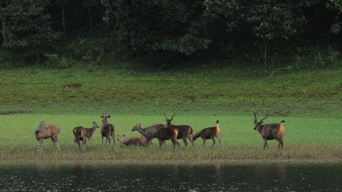 Periyar Tiger Reserve -1