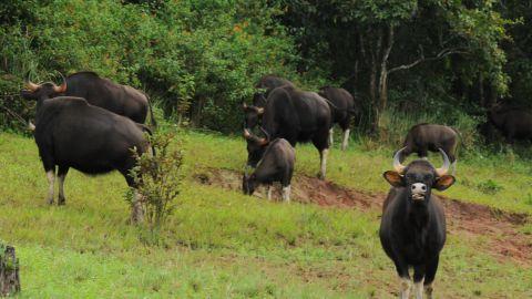 Periyar Tiger Reserve - 2