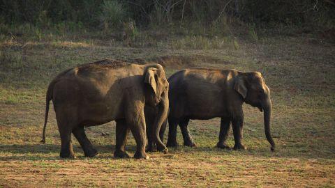 Periyar Tiger Reserve - 3