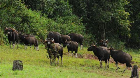 Periyar Wildlife Sanctuary - 1