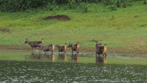 Periyar Wildlife sanctuary - 2