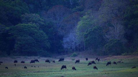 Periyar Wildlife Sanctuary