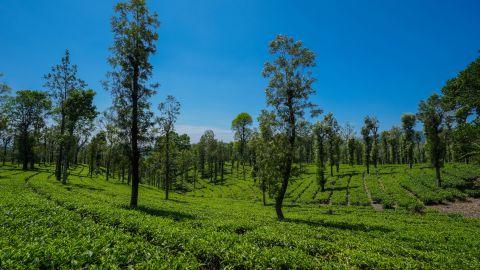 Priyadarshini Tea Environs