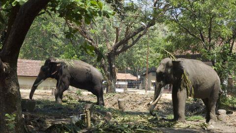 Punathoor Kotta - Elephant camp