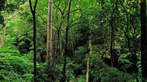 Shenduruny Wildlife Sanctuary 1