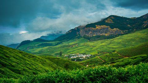 Tea Estate, Idukki