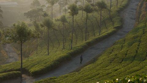 Tea Garden, Idukki