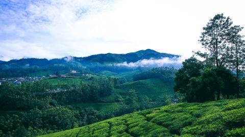 Tea Plantation, Munnar