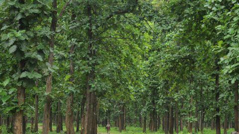 Teak Forest