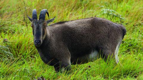 The Endangered Nilgiri Tahr