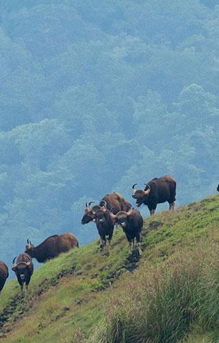 Periyar Wildlife Sanctuary, Thekkady