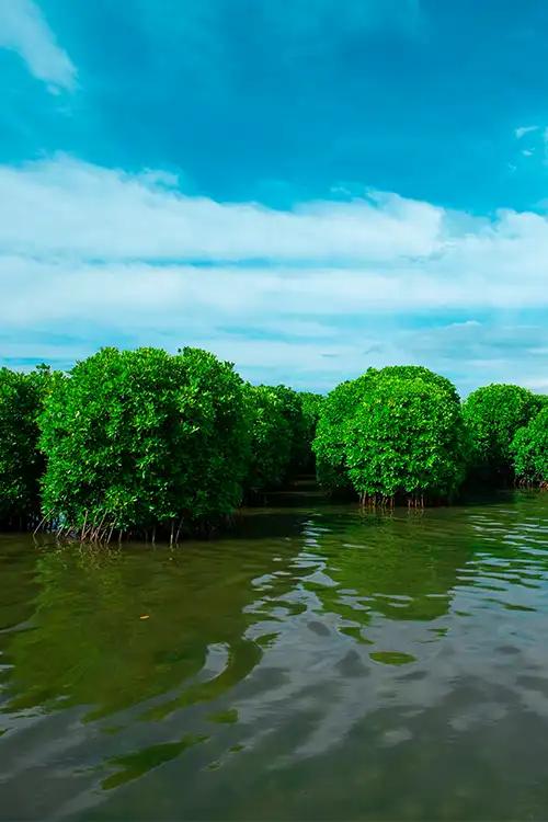 Backwaters