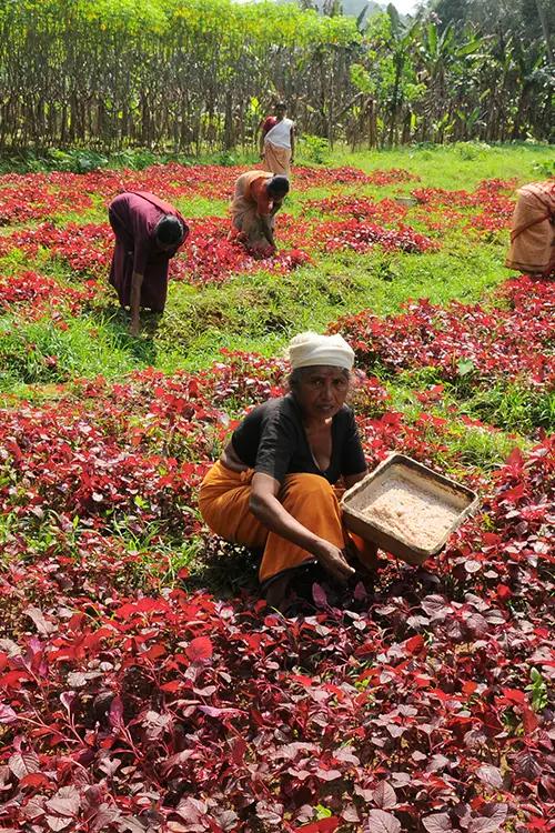 Harvesting spinach