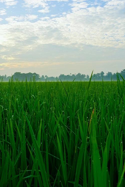 Kuttanad