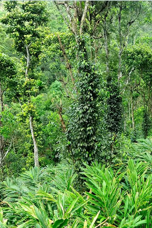 Murikkady