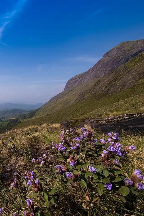 Neelakurinji