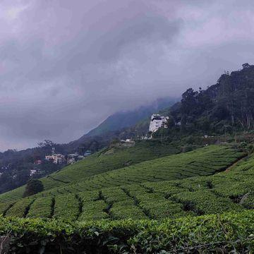 Tea plantation in Munnar