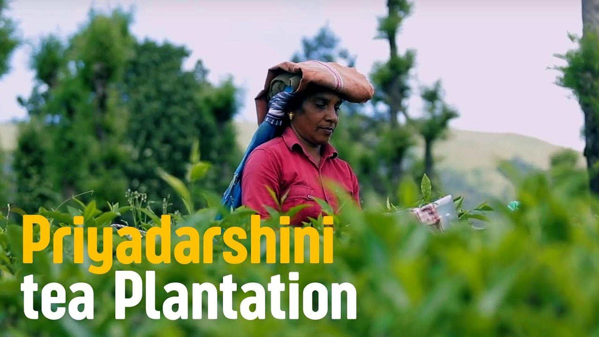 Priyadarshini Tea Plantations