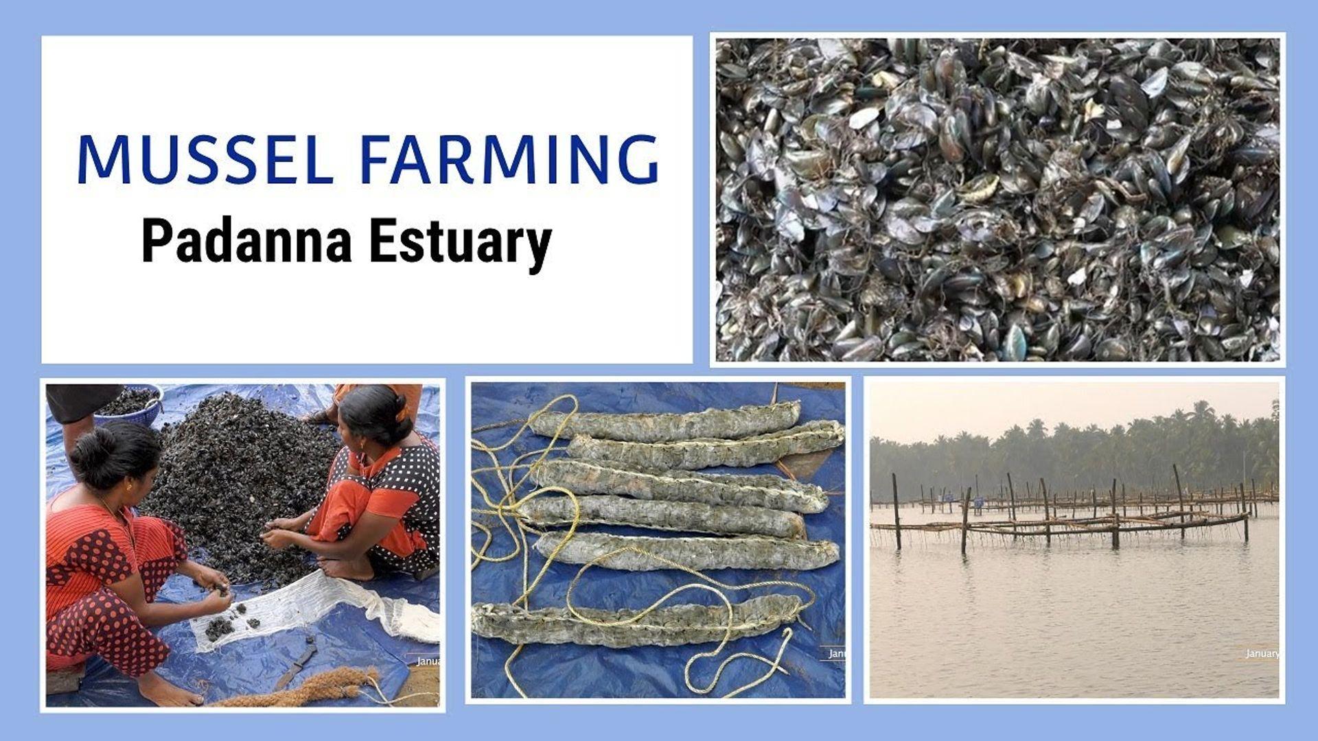 Mussel Farming in Padanna Estuary