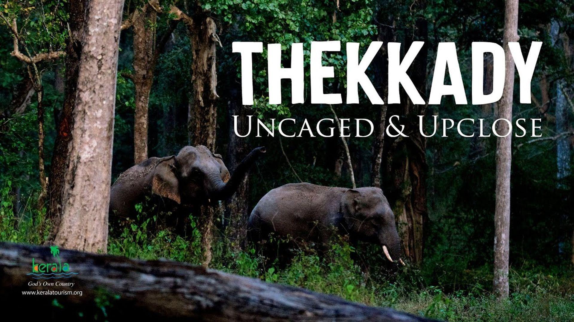 Thekkady - The Backpacker's Paradise