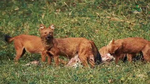 Wildlife of Kerala