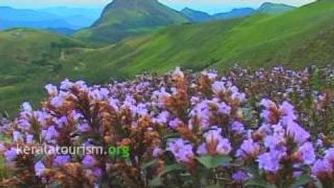 Neelakurinji