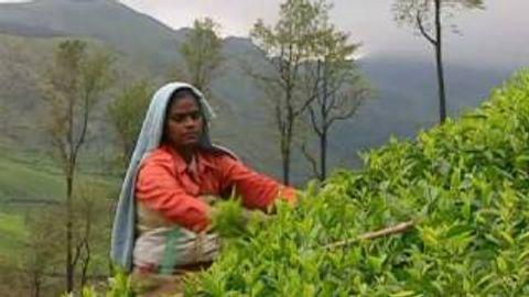 Munnar Hill Station in Idukki