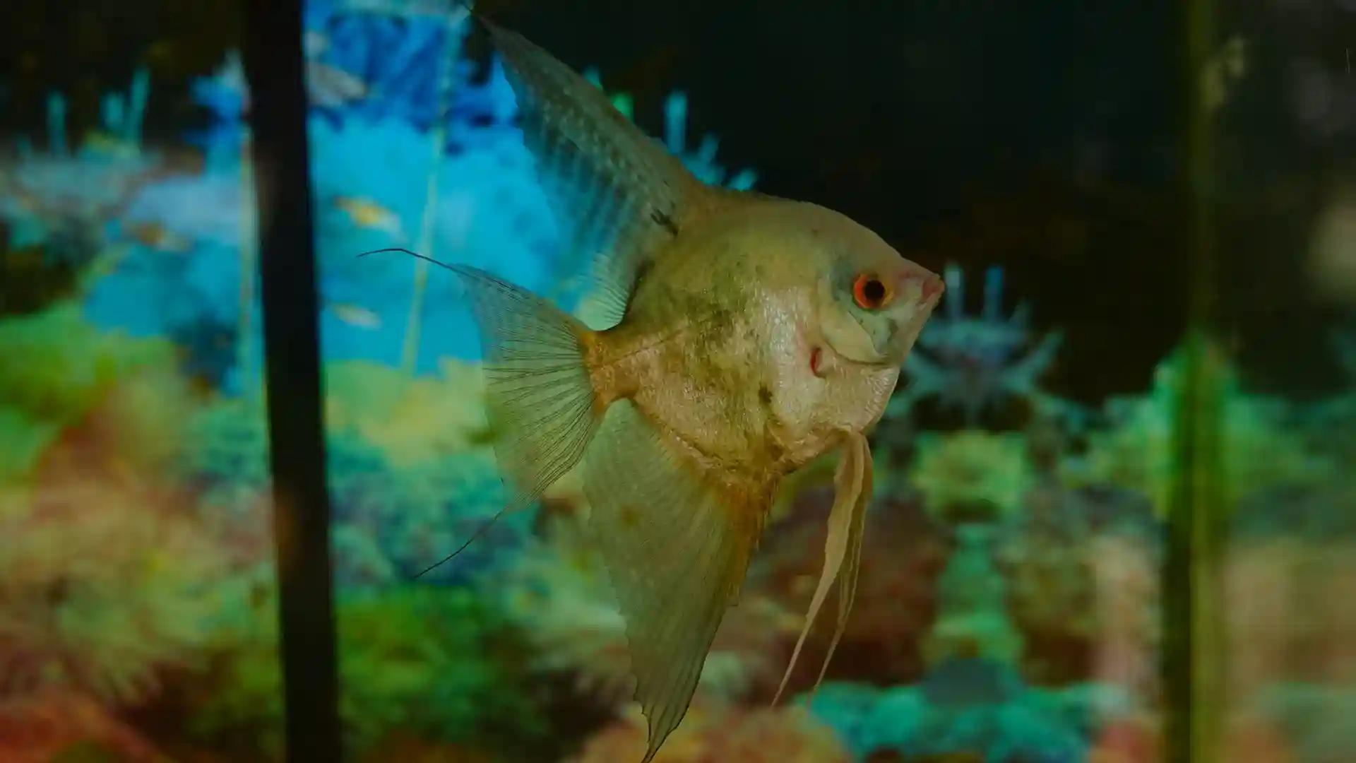 Aqua Tourism in Kottayam Aqua Tourism in Kottayam