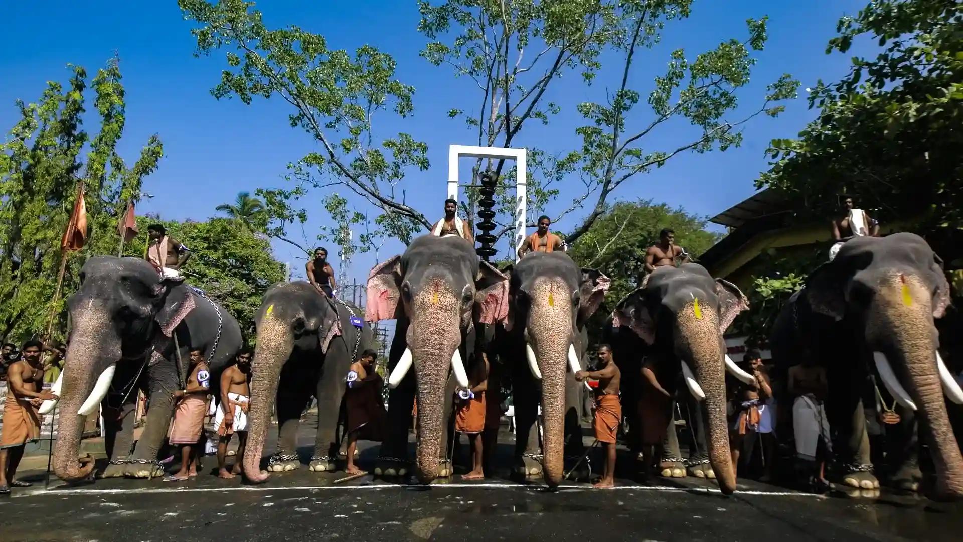 Elephants ready for the race Elephants ready for the race