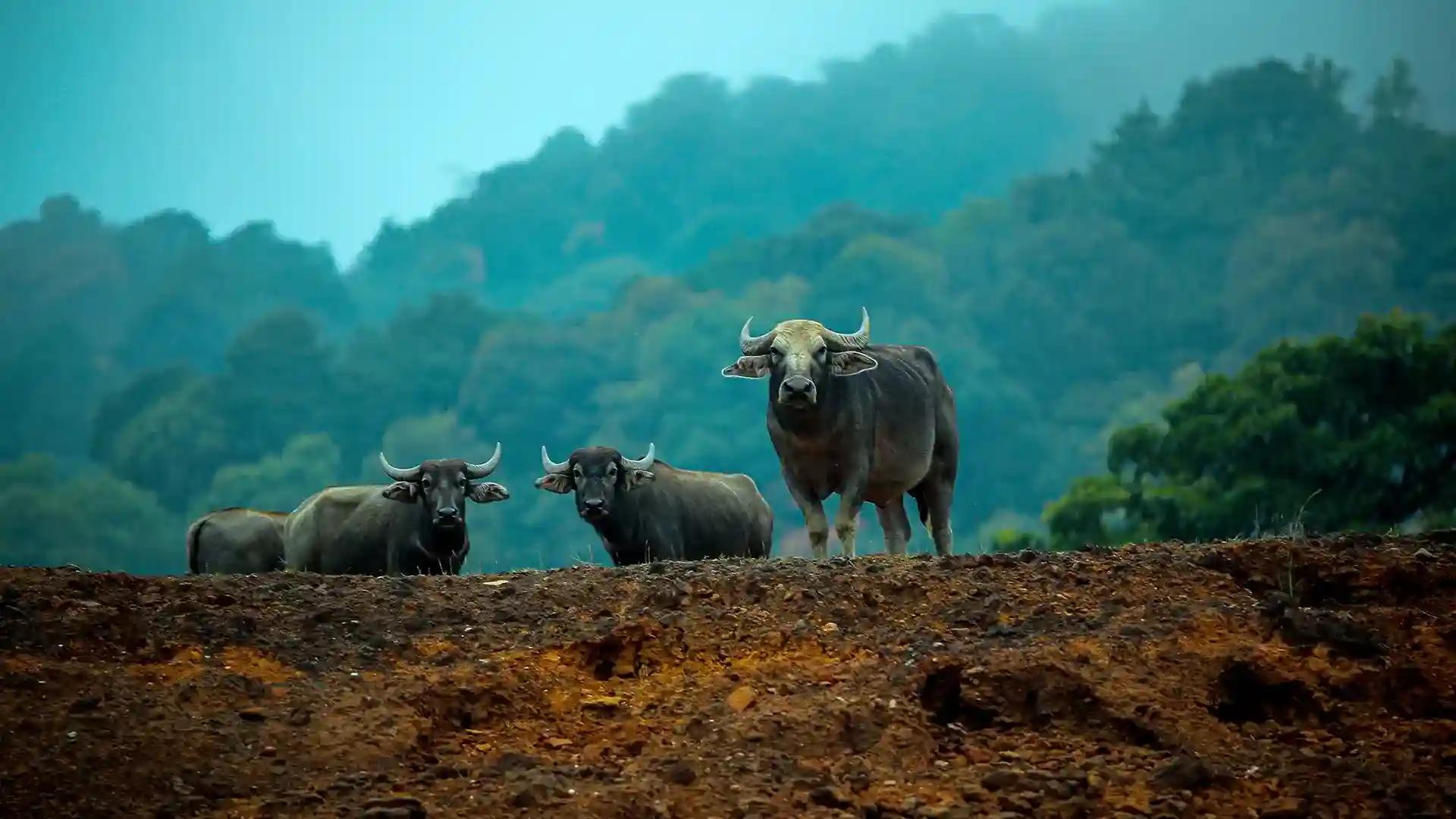 Idukki Wildlife Sanctuary Idukki Wildlife Sanctuary