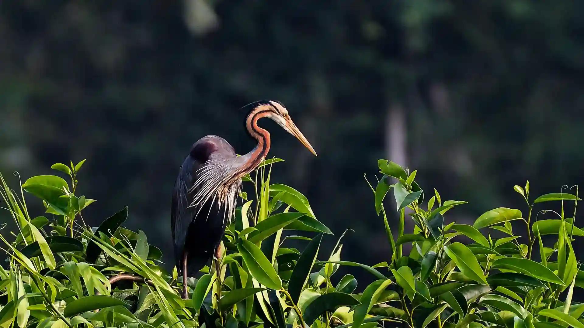 Kumarakom Bird Sanctuary Kumarakom Bird Sanctuary