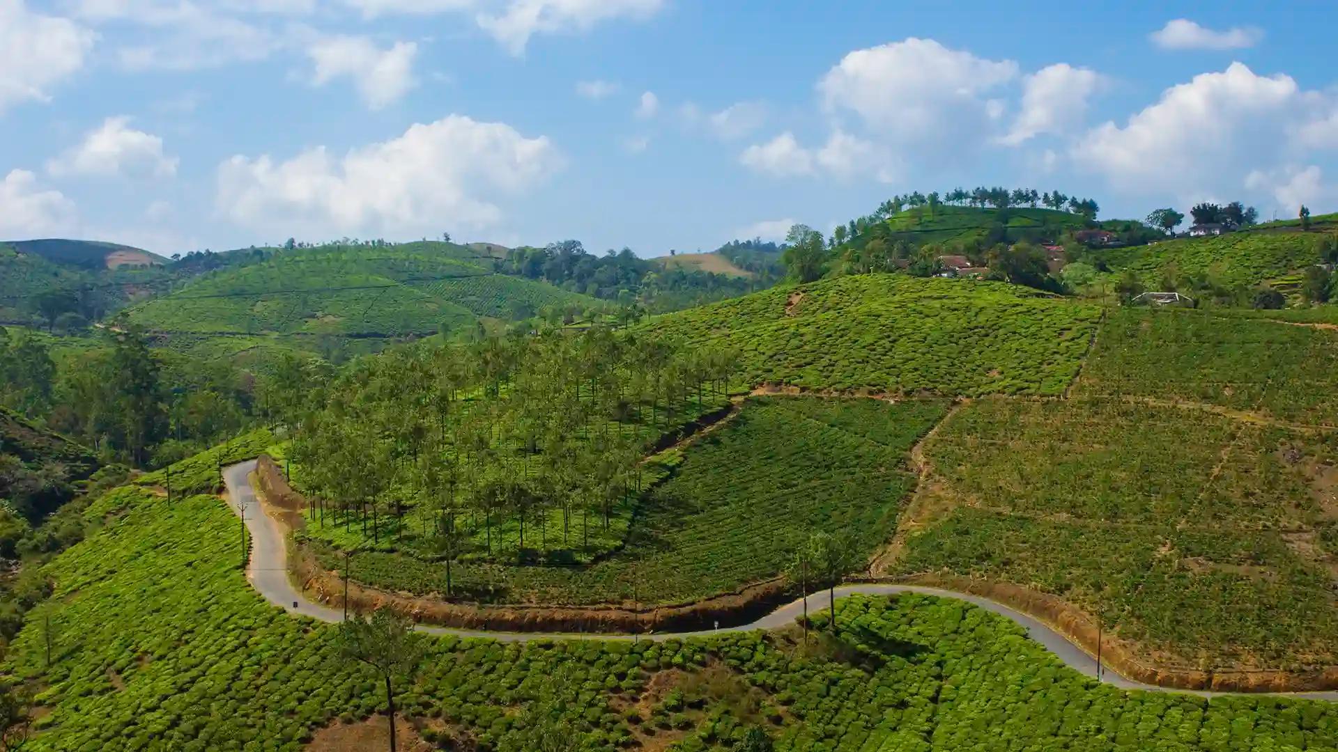 Munnar, the Green Enchantress Munnar, the Green Enchantress