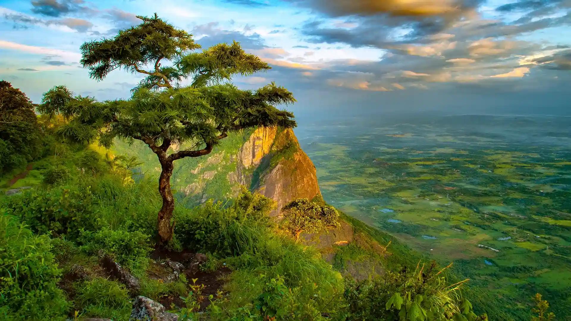 Nelliyampathy Hills Nelliyampathy Hills